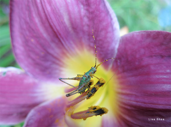 Katydid Nymph 1 by Lisa Shea