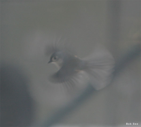 Wintry Titmouse by Bob See