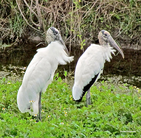 Twins by Donna Sciandra