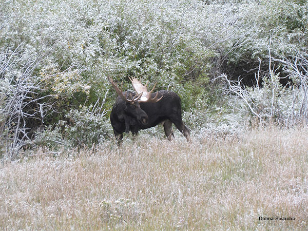 First Snow by Donna Sciandra